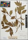 Foto von Salix pentandra L.